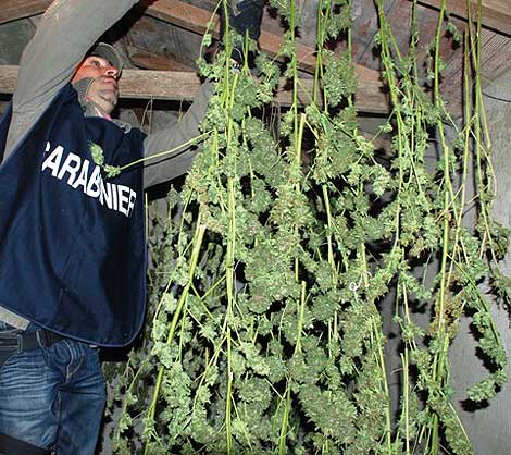 Sant'Anastasia, coltiva cannabis in casa