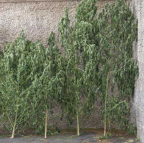 San Giuseppe Vesuviano, sequestrate 6 piante di marijuana