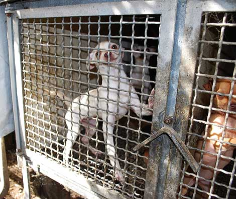 Pozzuoli, canile lager: sequestrato allevamento abusivo di cani