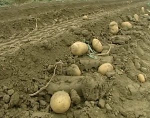 SOS patate. La commissione Agricoltura  approva documento per  tutelare il settore.