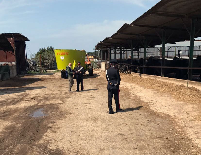 Giugliano in Campania: sequestrata un'intera azienda di allevamento di bufale