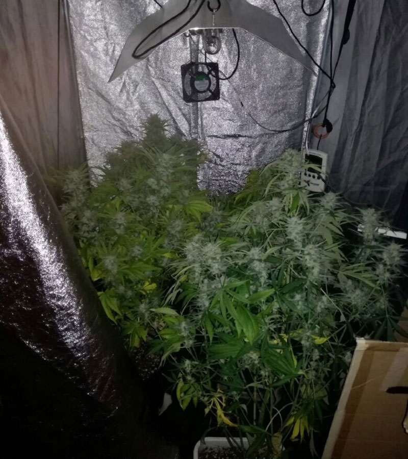 Forcella, coltivava marijuana in appartamento: denunciato 29enne