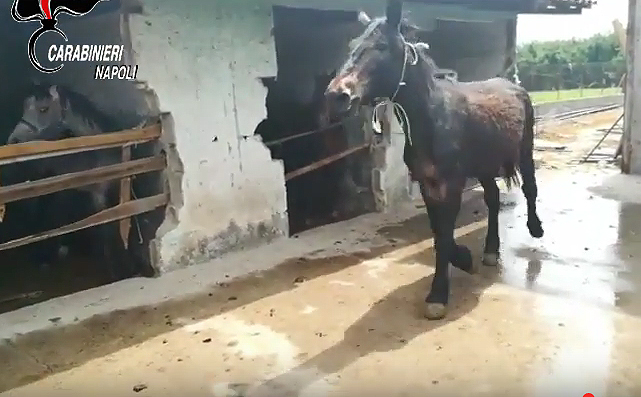 Striano: scovato allevamento abusivo di cavalli
