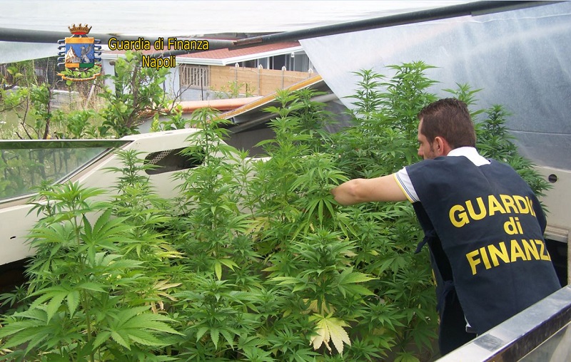 Napoli, l'imbarcazione della droga: 33enne coltivava marijuana in serra