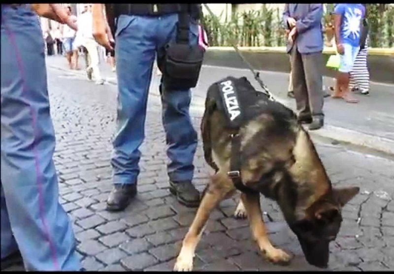 Napoli, coppia di pusher scovata a Ponticelli dal cane poliziotto Kira