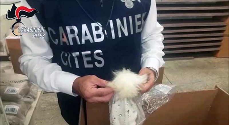 Napoli, sequestrati 16 capi di abbigliamento: erano realizzati con pellicce di orsetto lavatore