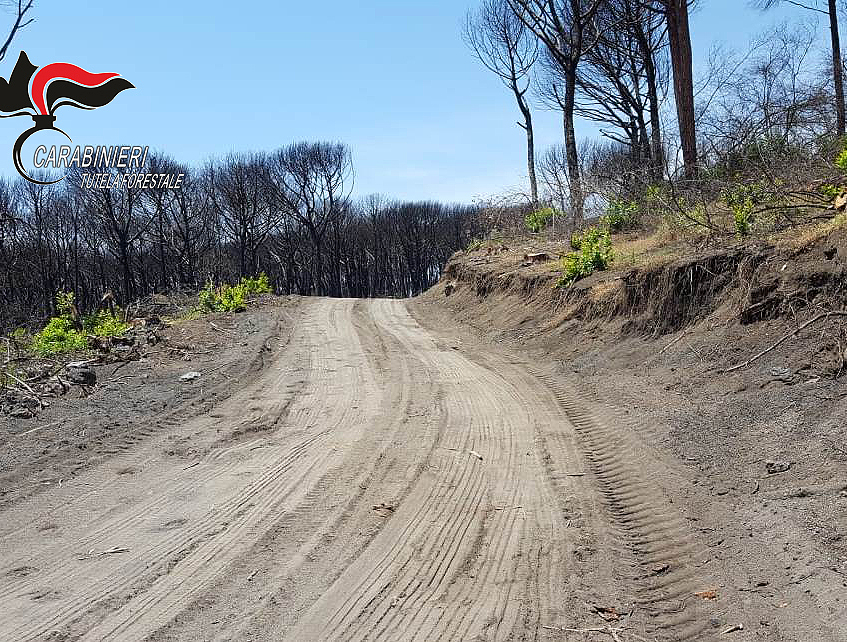 Vesuviano,  tagliano conifere per realizzare piste: denunciate 8 persone