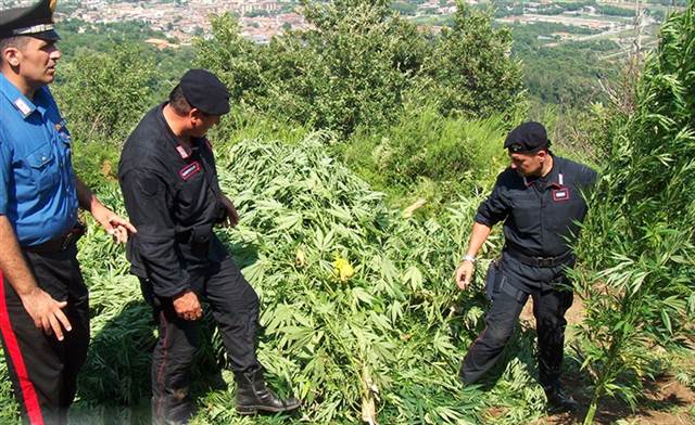 Scoperte 2.600 piante di cannabis in terreni demaniali : distrutte sul posto