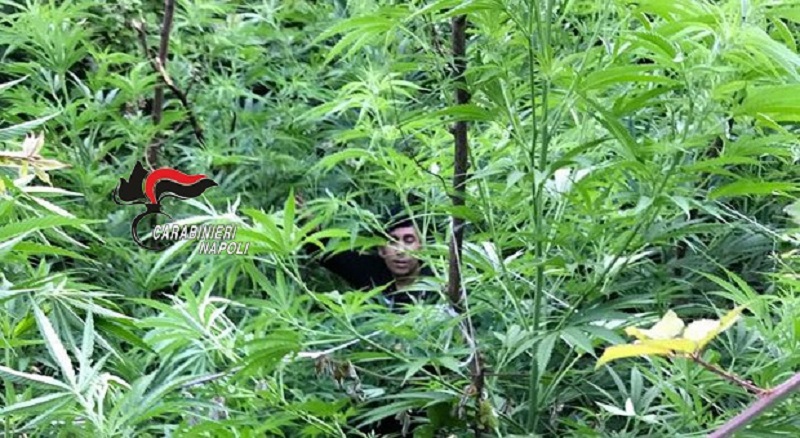 Monti Lattari, scoperte e distrutte quasi 4000 piante di cannabis
