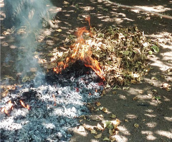 Incendi di foglie per facilitare raccolta nocciole: 3000 euro di muta a 6 contadini