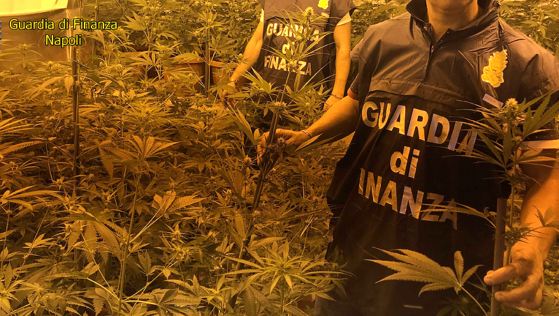 Vesuviano,serra per la cannabis: nei guai un 41enne