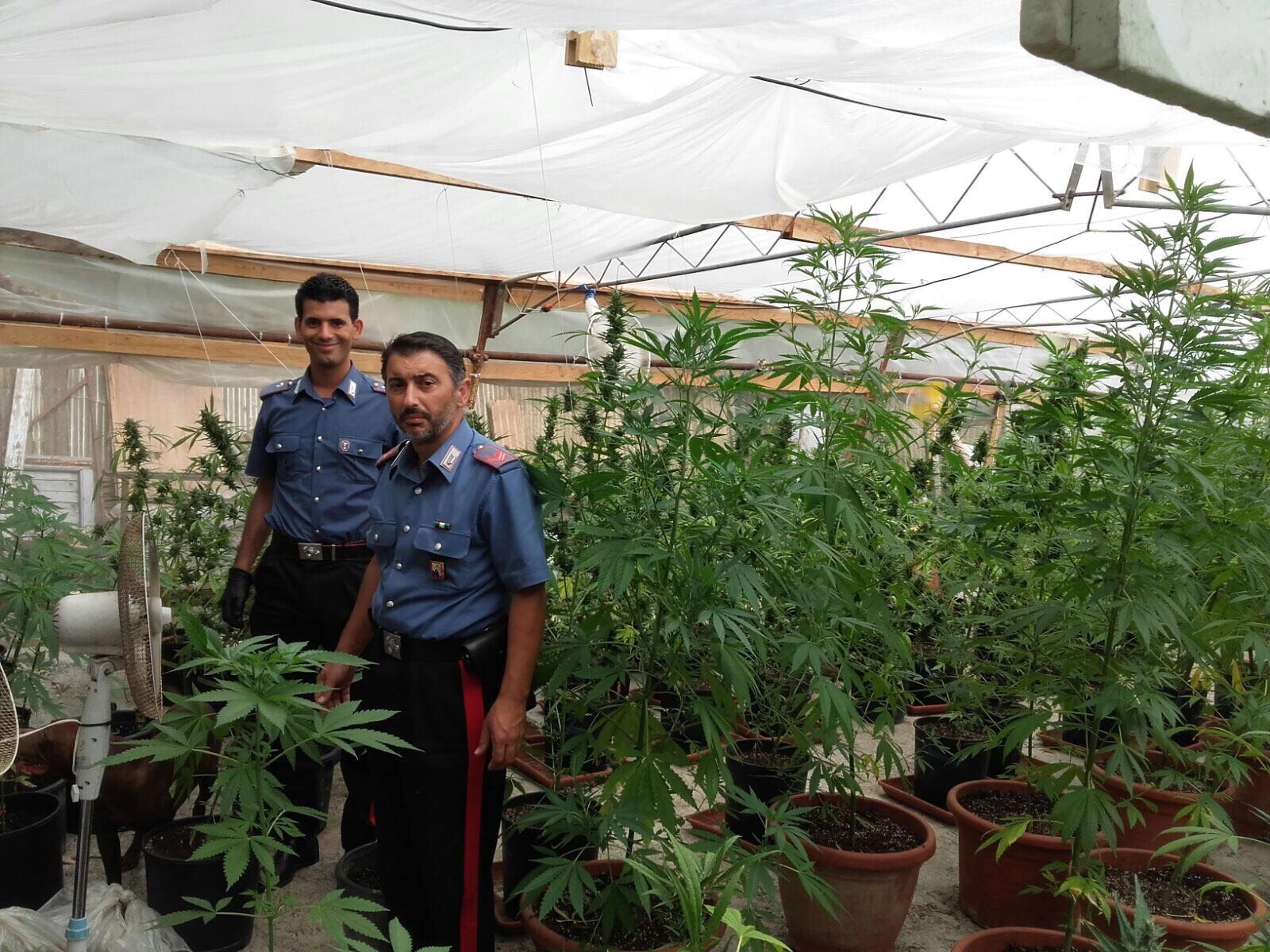 Palma Campania: coltiva cannabis in casa. Arrestato 19enne