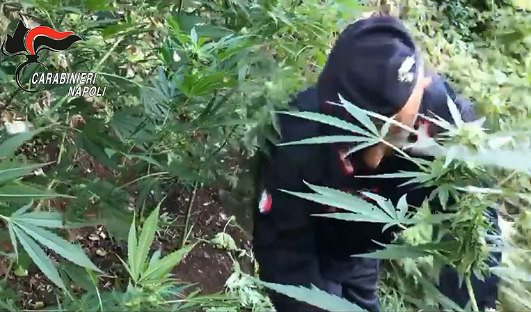 Distrutta piantagione di 2.700 piante di cannabis