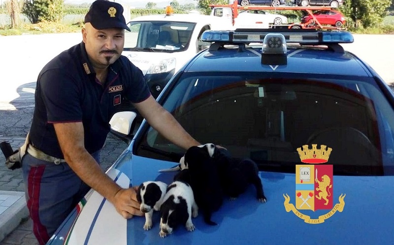 Nola, cuccioli di cane salvati dalla Polizia Stradale: rischiavano la  morte