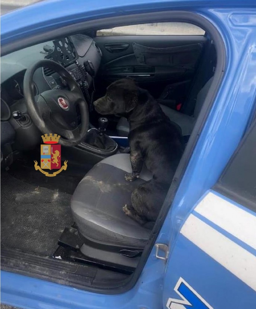 Vesuviano, cane salvato dai poliziotti sulla SS 268: rischiava di essere investito