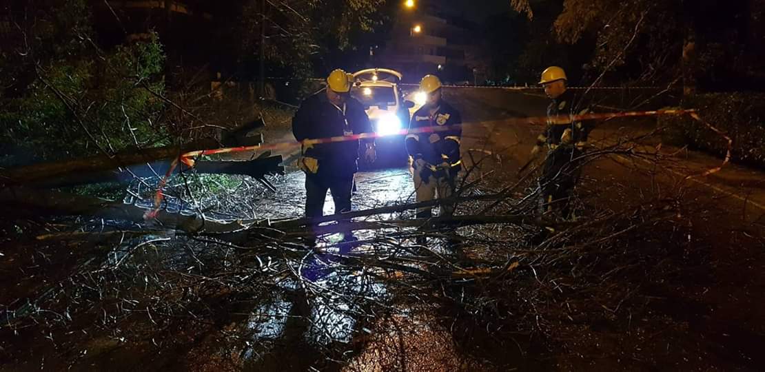 Vento forte, strage di alberi a Nola: le strade interessate