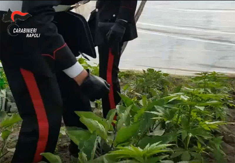 Cresce la cannabis tra gli ortaggi: arrestato un  45enne