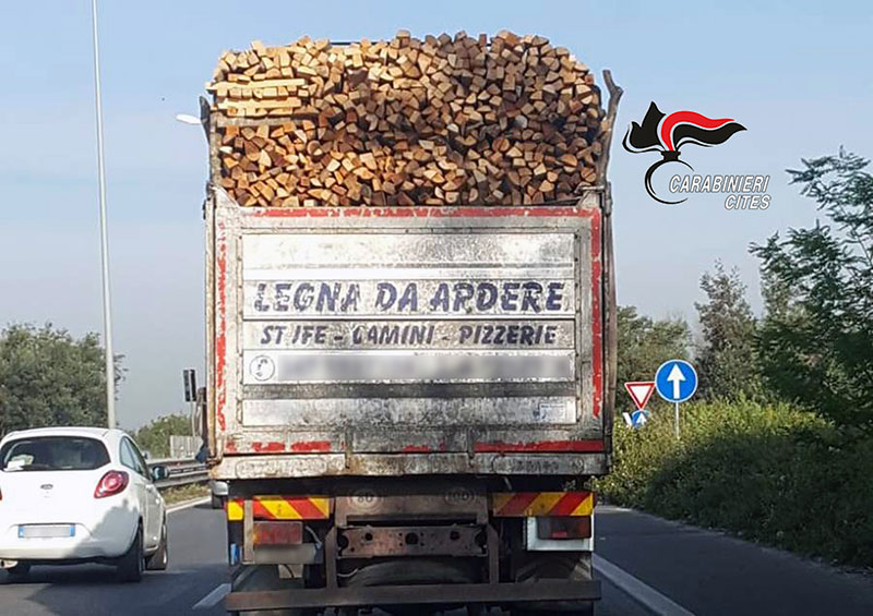 Commercio di legna illegale: multe per 30mila euro a pizzerie e 20 mila ai produttori