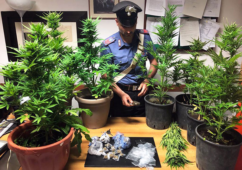 13enne innaffiava  piante di cannabis,  23enne  confezionava dosi : un arresto e una denuncia