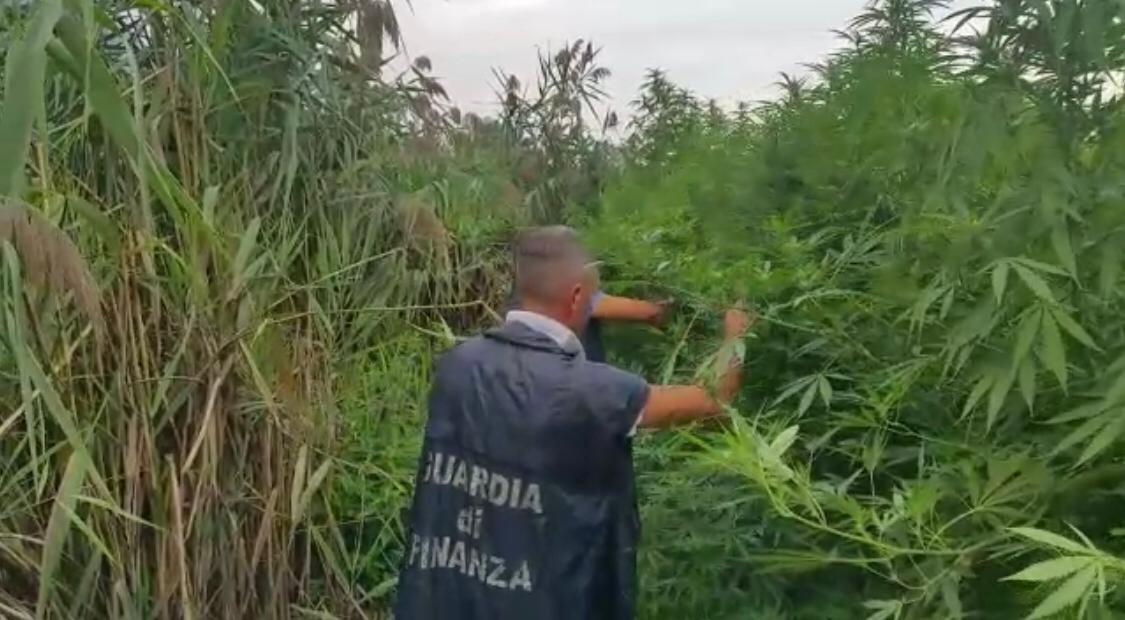 Polvica, trovata  un'estesa piantagione di marijuana: denunciate cinque persone