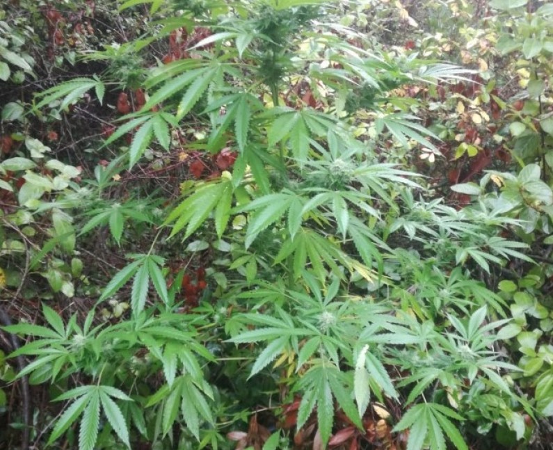 Coltiva piante di cannabis. 32enne incensurato in manette