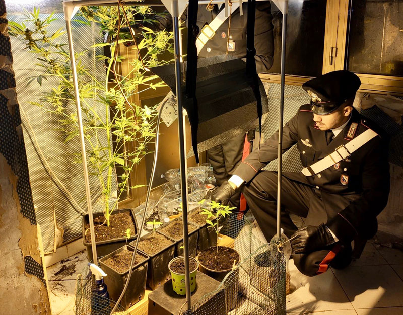 Casalnuovo, serra di marijuana nella veranda: nei guai un 23enne