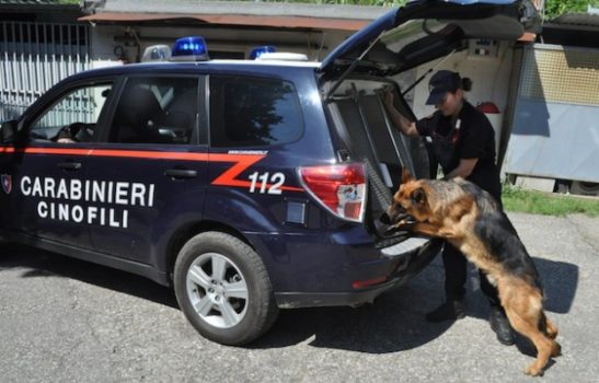 Attività antidroga tra Scisciano e San Vitaliano: Carabinieri locali supportati da unità cinofile