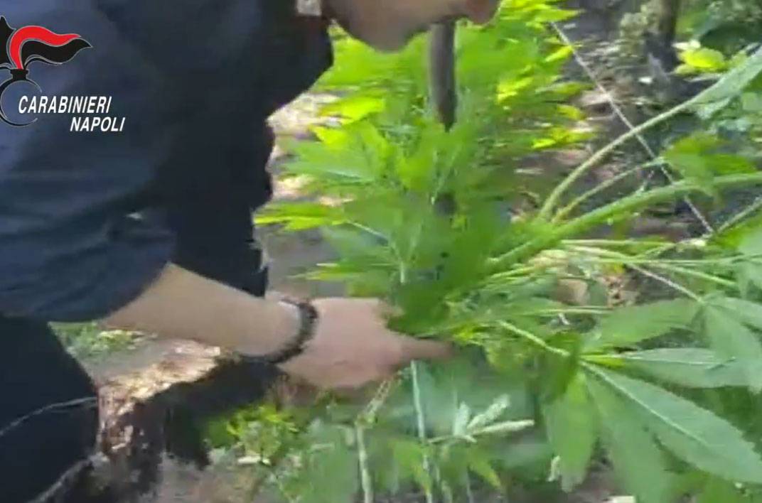 Scoperte  525 piante di cannabis: distrutte sul posto