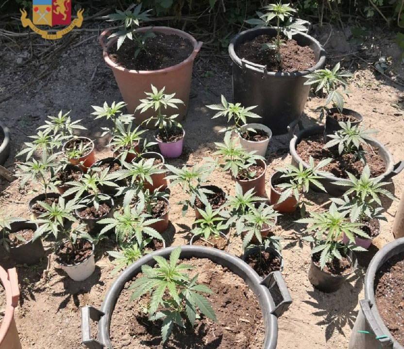 Denuncia semina di piante di marijuana nel suo terreno: sequestrate