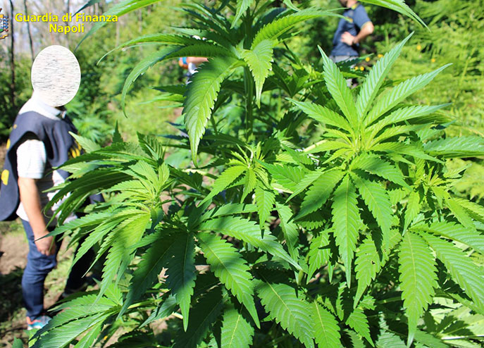 Scoperte due piantagioni di marijuana: distrutte sul posto
