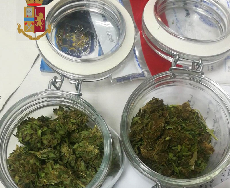 Coltiva pianta di marijuana in casa:
arrestato un 23enne.