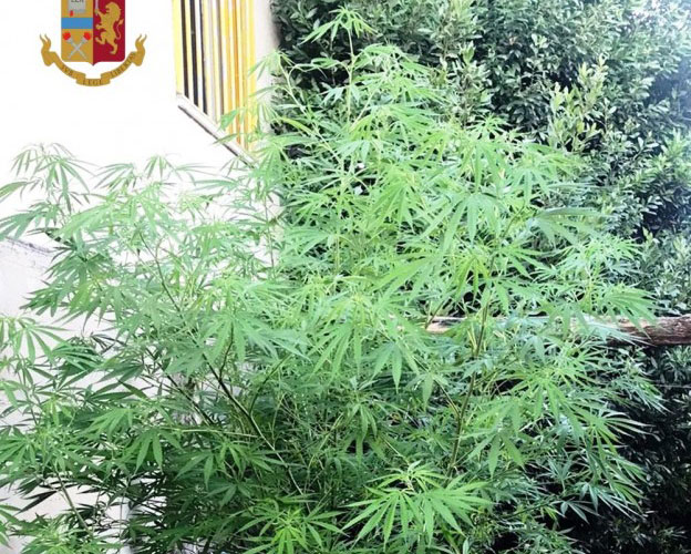 Vesuviano, coltiva e spaccia marijuana: un  arresto.