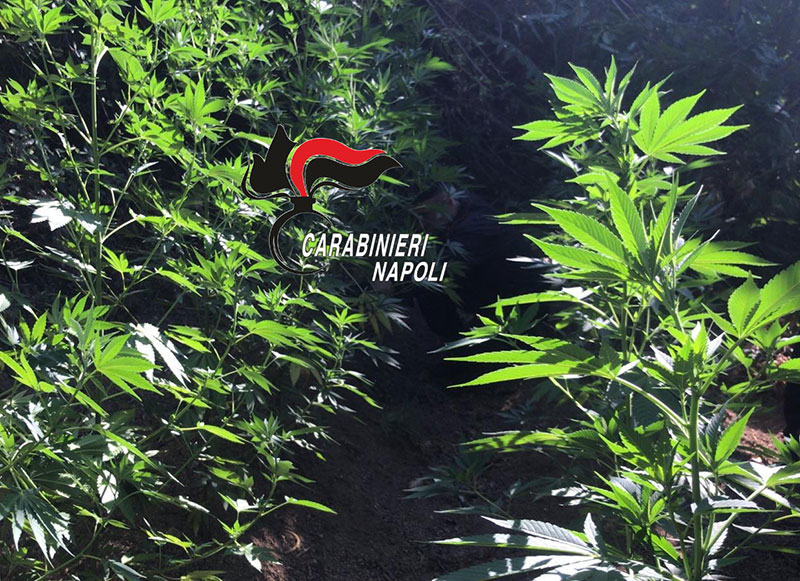 Scovate 360 piante di cannabis: sequestrate
