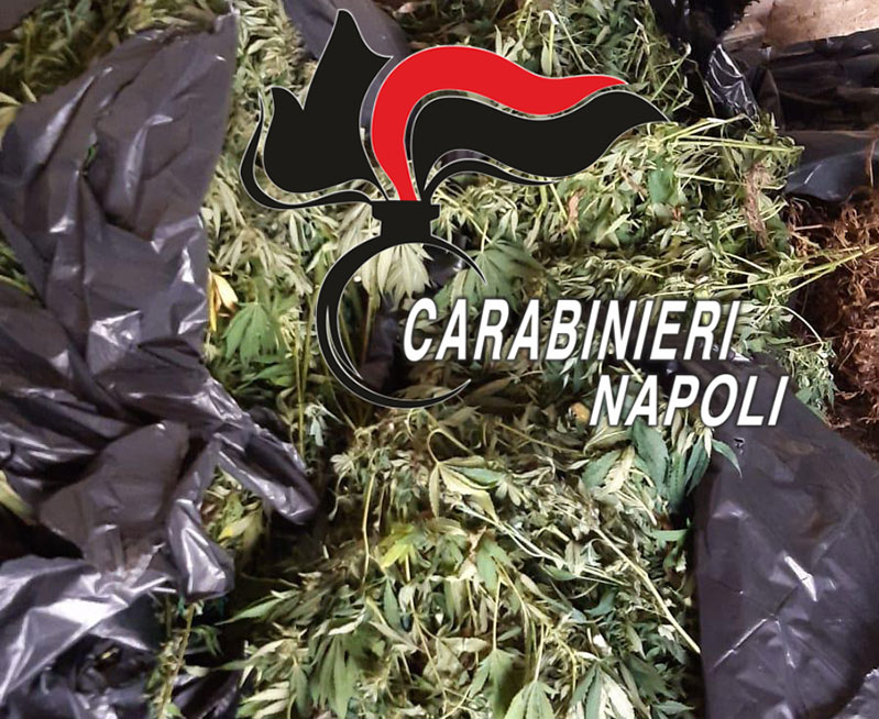 Cimitile, sequestrate 42 kg di marijuana e 115 piante di cannabis.