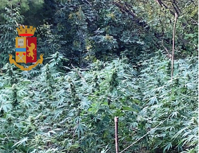 Scoperta una piantagione di cannabis