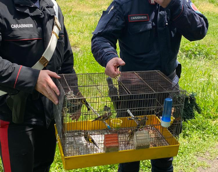 Scisciano, mercato illegale di uccelli: 7 volatili liberati e una persona denunciata