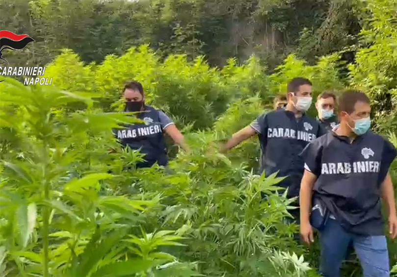 Ex Polverificio Borbonico : sequestrate 18.000 piante di marijuana