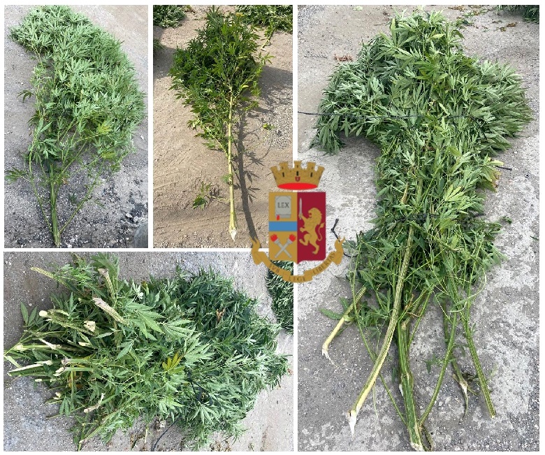 Acerra: coltiva piante di cannabis. Denunciato.
