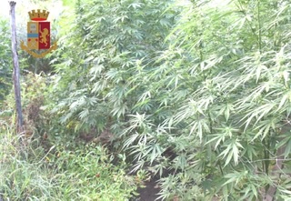 Saviano, coltiva marijuana nel giardino di casa: arrestato