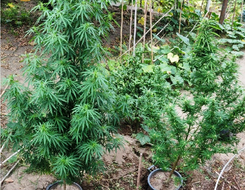 Coltiva marijuana nel giardino: denunciato