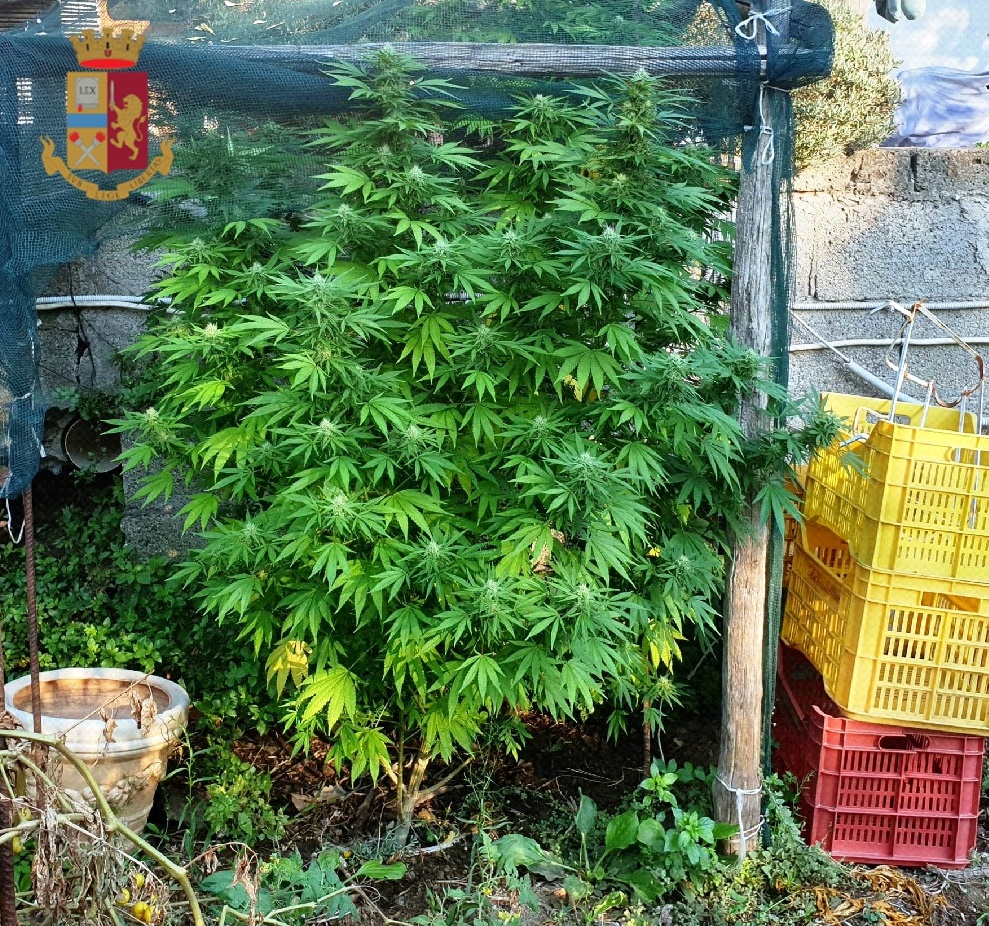 Coltiva marijuana nel giardino: denunciato.