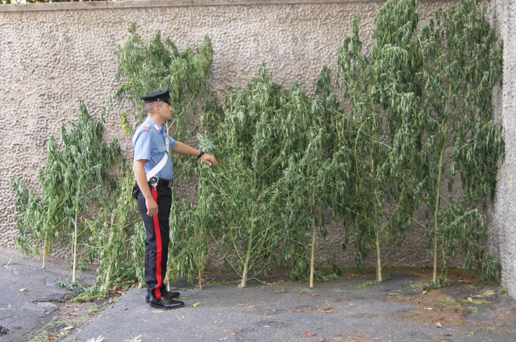 Sequestrati 40 chili di cannabis e 4 di marijuana: arrestato 48enne