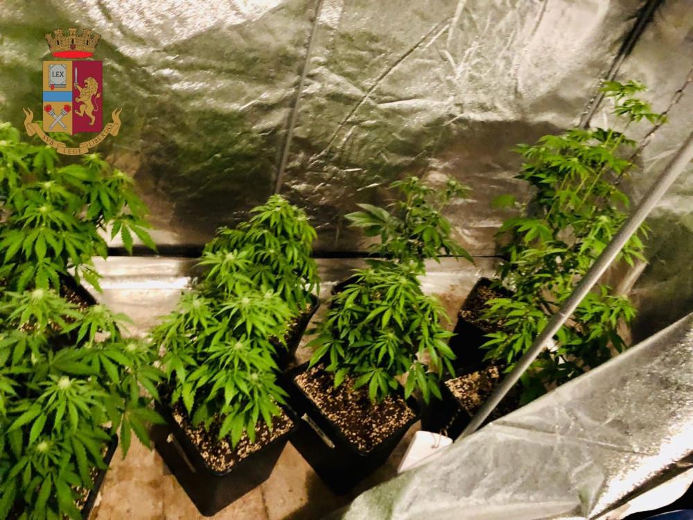 Coltiva piante di marijuana in cantina e nasconde droga in casa: arrestato