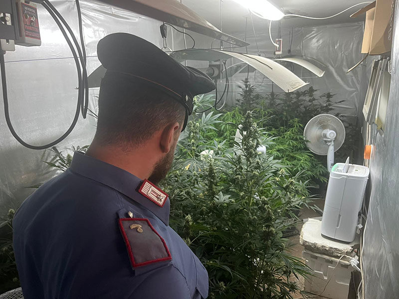 Scovata serra artificiale di cannabis con elettricità rubata: 2 arresti