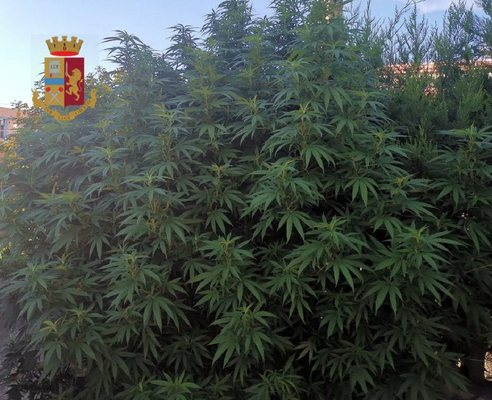 Pomigliano d’Arco: pianta di marijuana e droga in casa: denunciato 36enne
