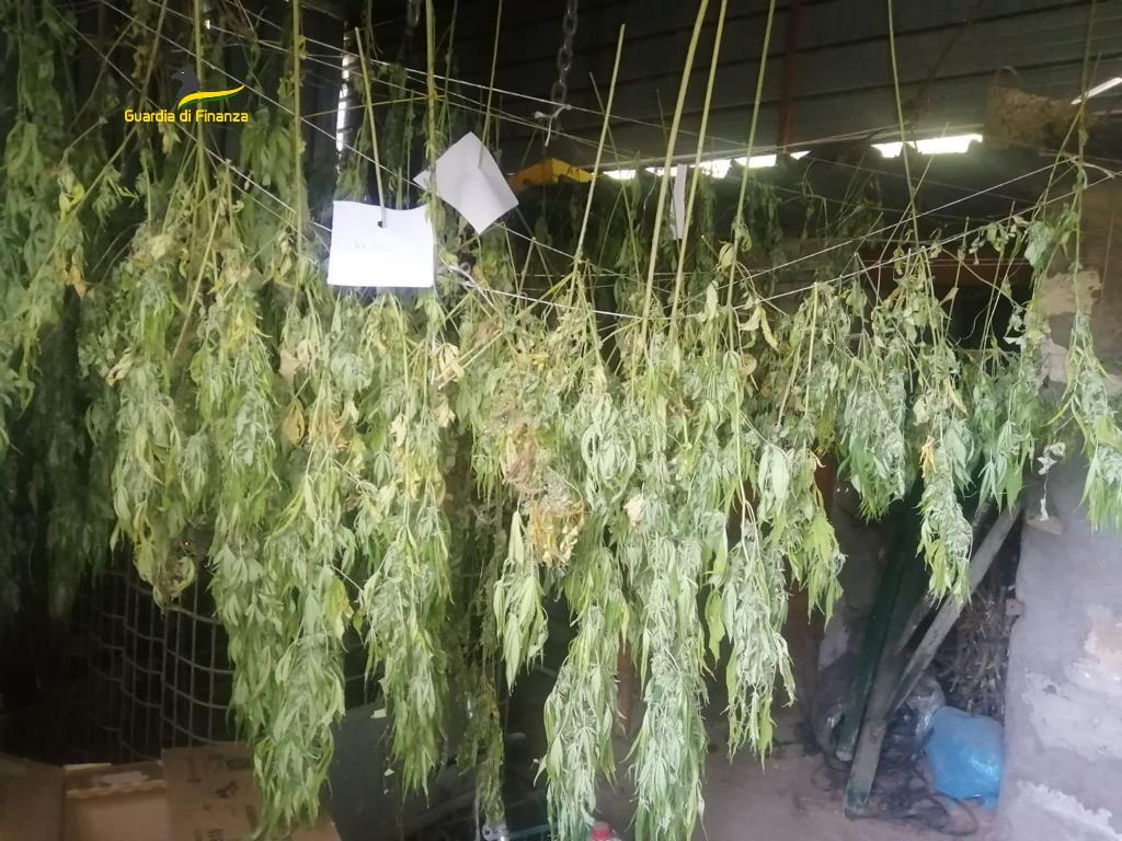 Sequestrate oltre 300 piante di cannabis e circa 4 chili di hashish: arrestato un 40enne