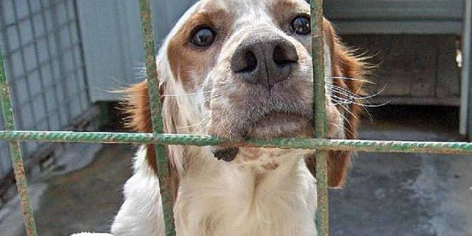 11 cani in condizioni precarie: multato un  57enne