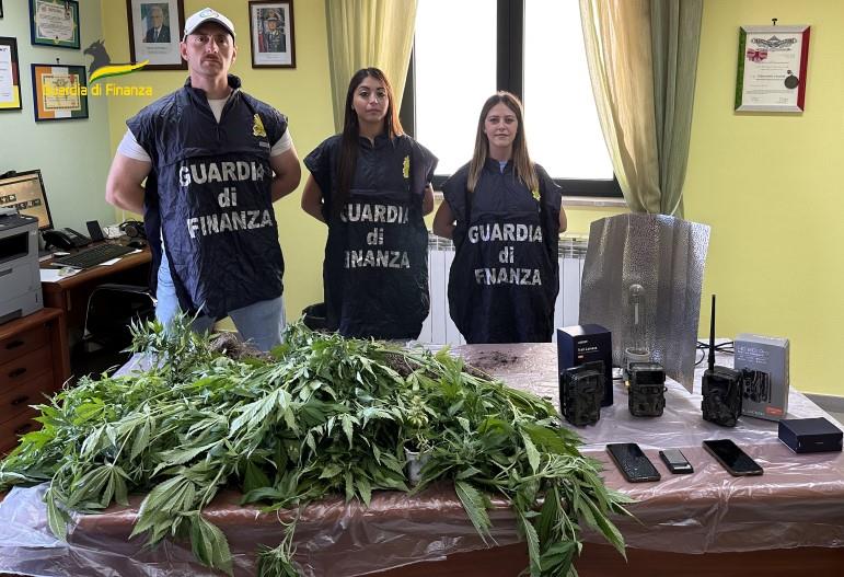 Scovata una piantagione di cannabis:  due arresti