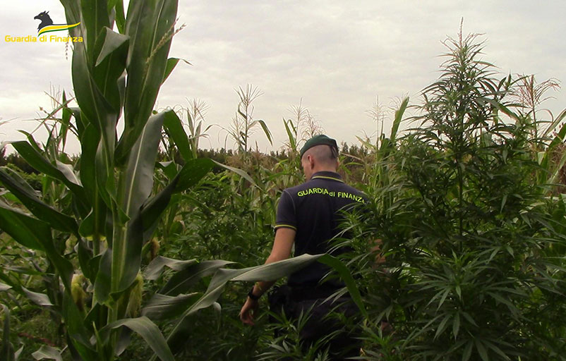 Scovata piantagione di cannabis: sequestrate 60 piante