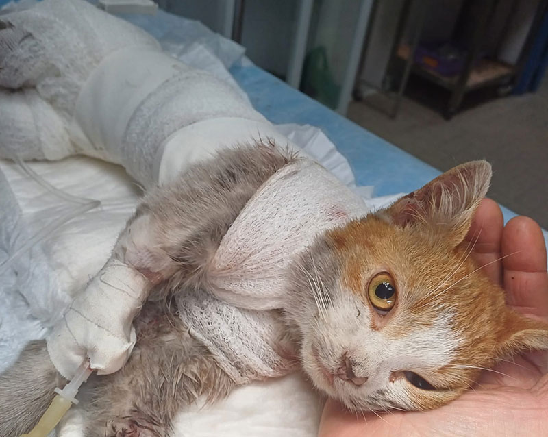 Gatto scuoiato vivo ad Angri: salvato dal servizio veterinario versa in condizioni gravissime.